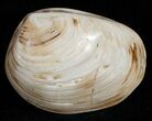 Wide Polished Fossil Clam - Jurassic #12080-1